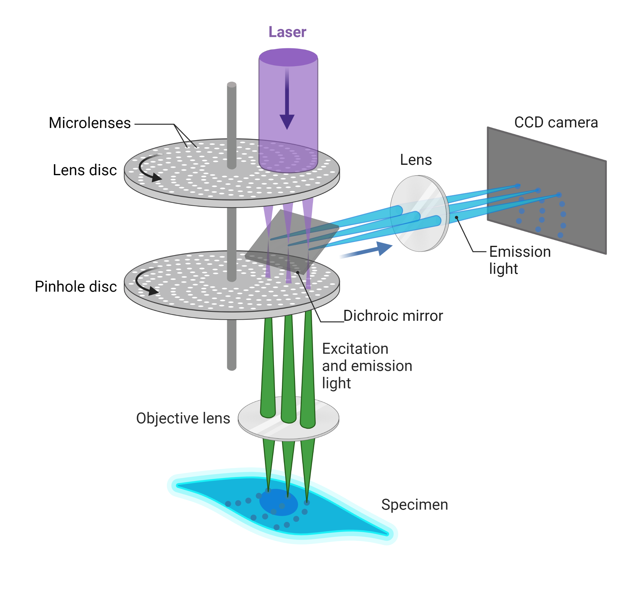 Confocal Microscopy Uses In Microbiology At Nadine Boeding Blog